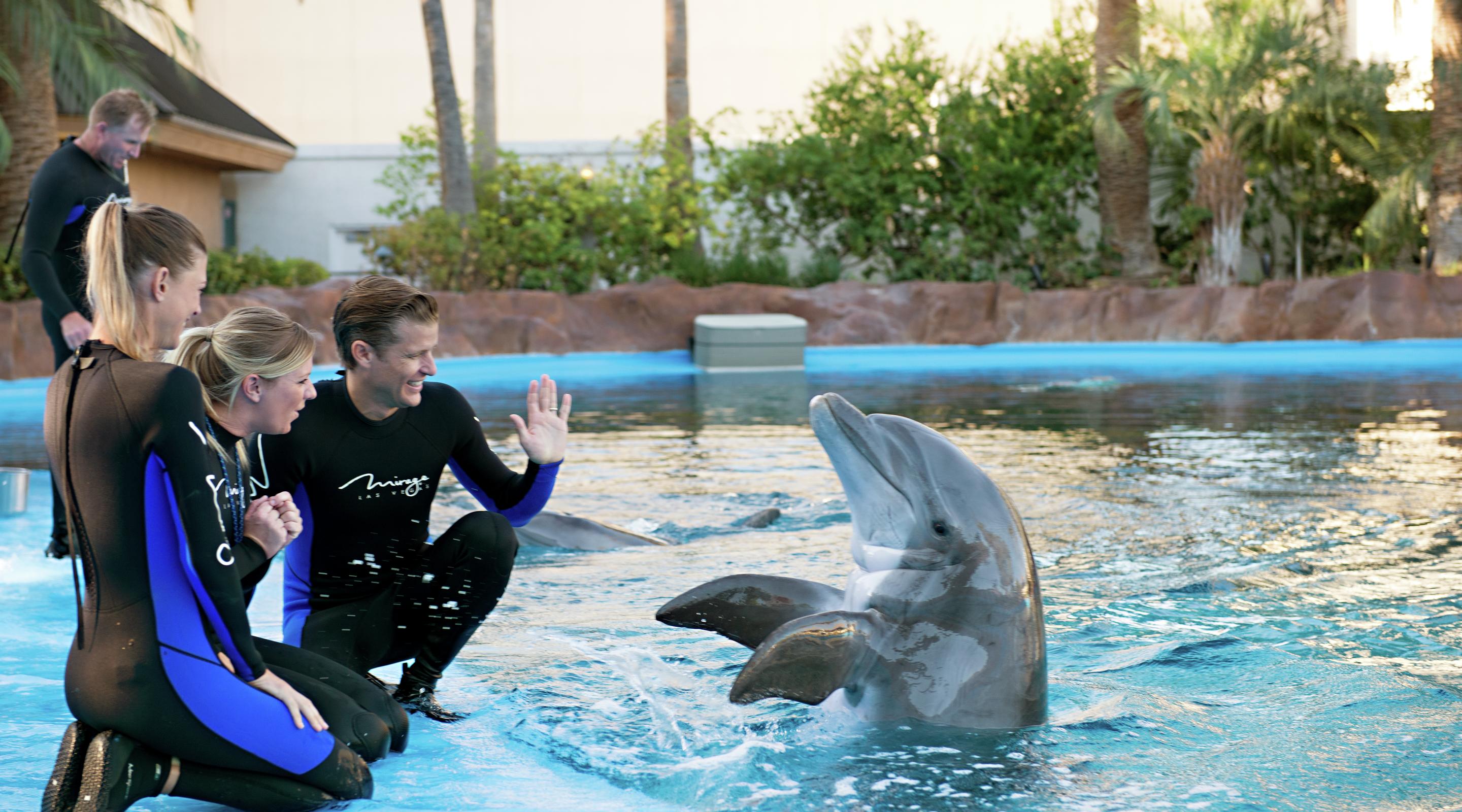 Dolphin Calf Born At The Mirage In Las Vegas - Pace.Vegas